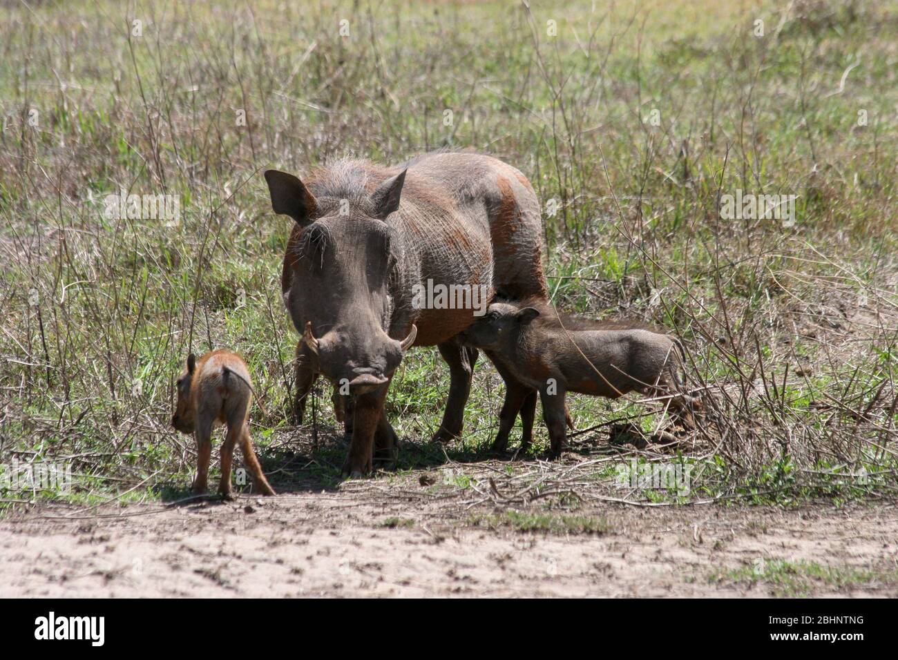 A family of Warthog (Phacochoerus africanus) rolls in the mud Photographed at Ngorongoro Conservation Area (NCA) Tanzania Stock Photo