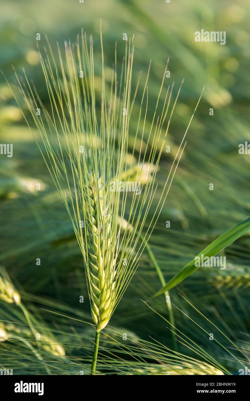 Barley plant hi-res stock photography images Alamy