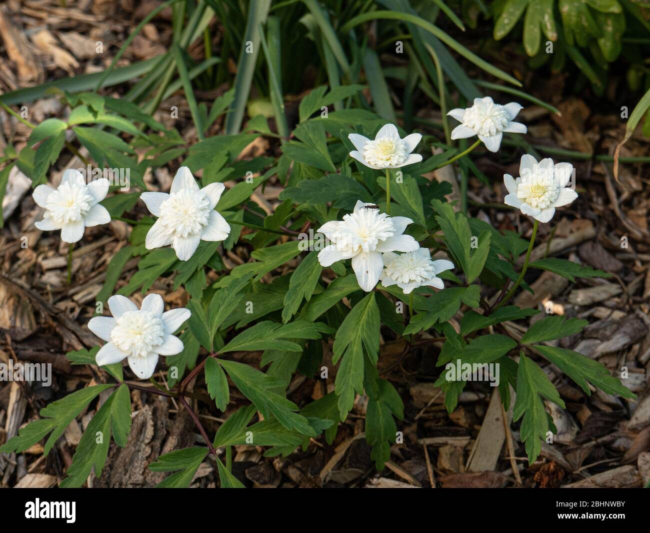 The flowers and foliage of the wood anemone Anemone nemerosa Vestial showing the frilled double flowers and the deeply incised foliage Stock Photo