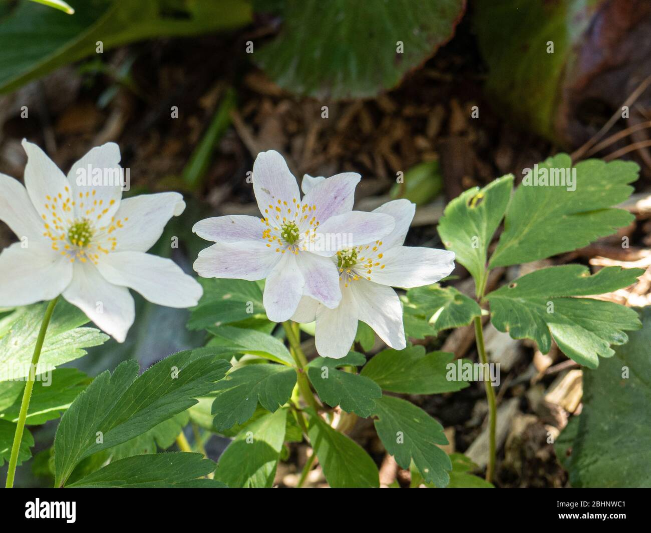 A close up of the delicate pink flushed flowers of Anemone nemerosa Fruhlingsfee Stock Photo