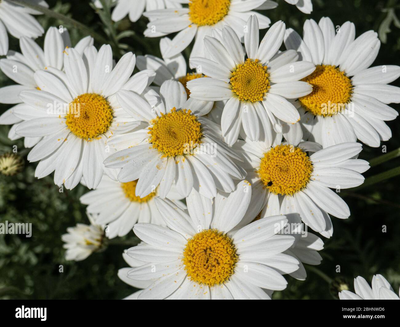 A close up of a group of the white daisy flowers of Anthemis punctata subsp. cupaniana Stock Photo