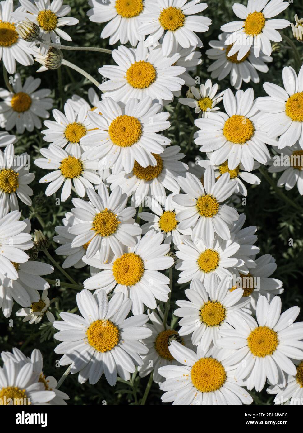 A group of the white daisy flowers of Anthemis punctata subsp. cupaniana Stock Photo