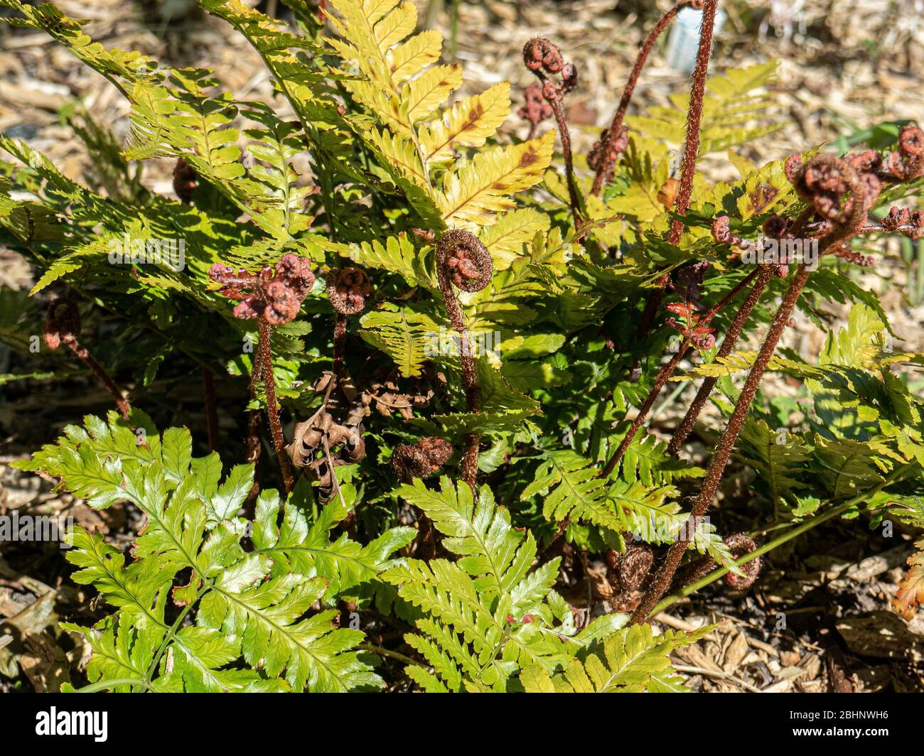 The striking rusting red new shoots of Dryopteris erythrosora 'Brilliance emerging in the spring Stock Photo
