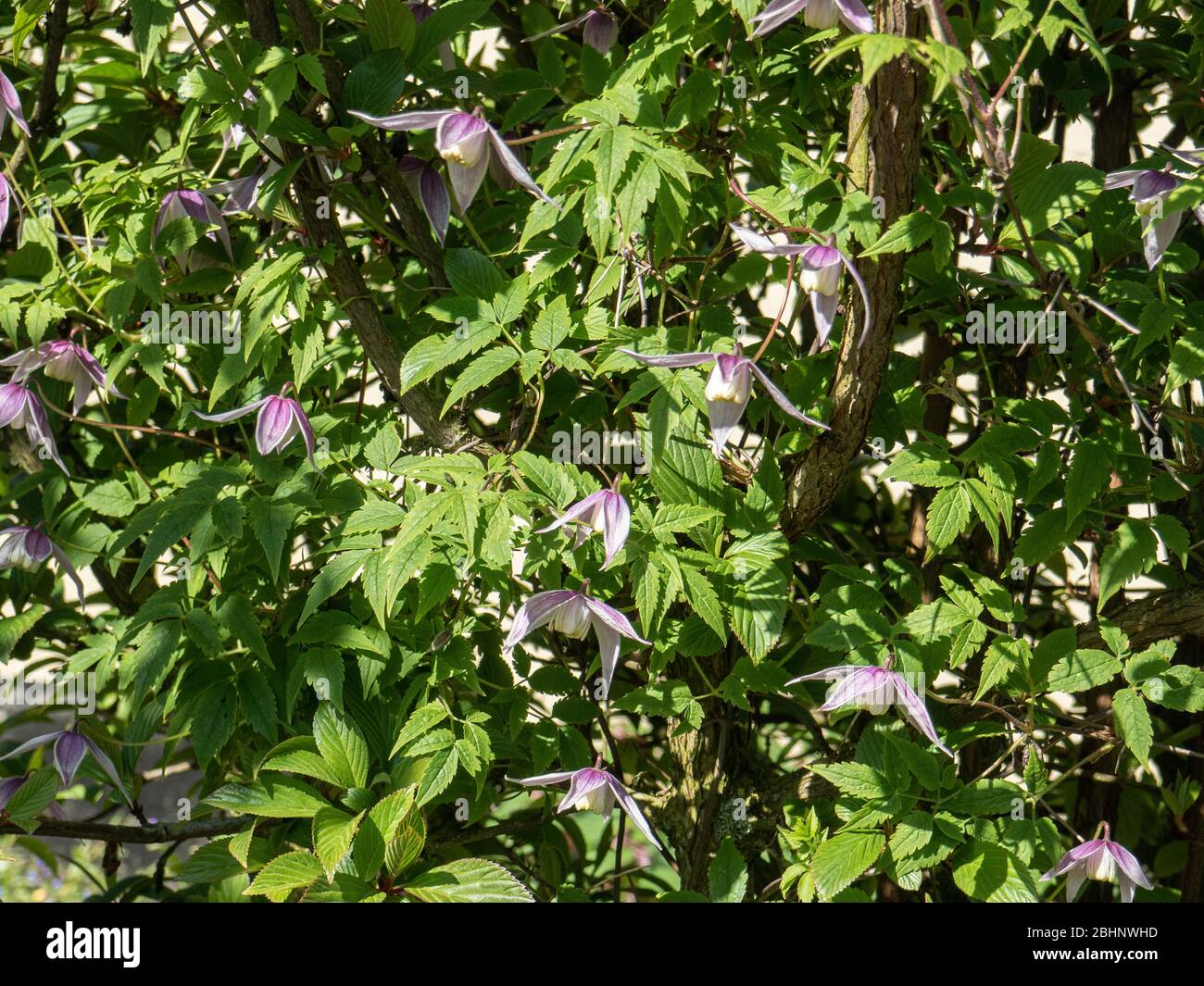 Clematis alpina Willy scrambling and flowering through a deciduous Viburnum Stock Photo