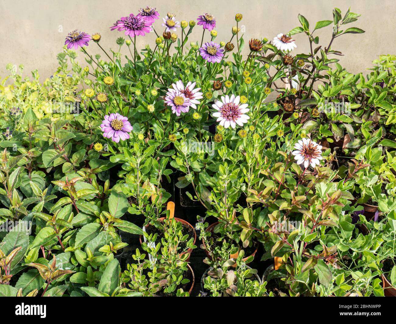 A polytunnel bench with tender perennials growing in pots ready for planting out Stock Photo