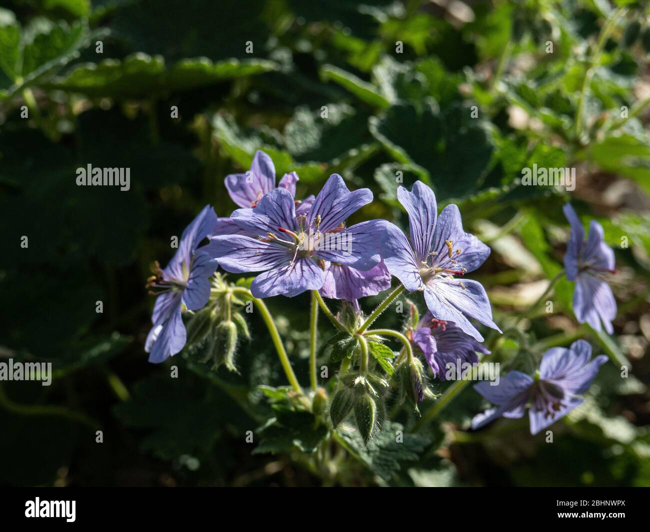 A close up of the lavender blue flowers of Geranium Stephanie Stock Photo