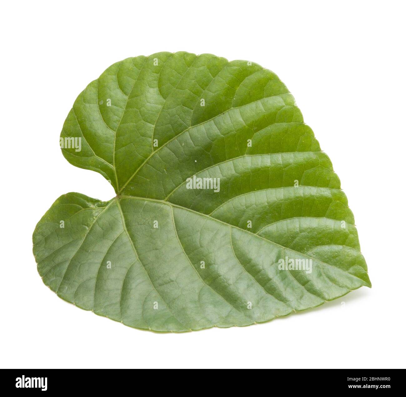 Green leaves shaped heart on white background Stock Photo - Alamy