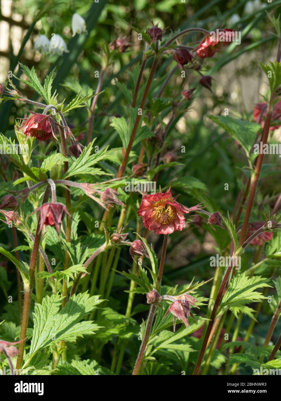 Geum 'Bell Bank growing in dappled shade showing the delicate orange red flowers Stock Photo
