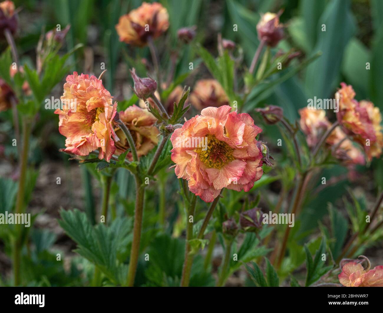 A group of the apricot pink semi double flowers of Geum rivale Mai Tai Stock Photo