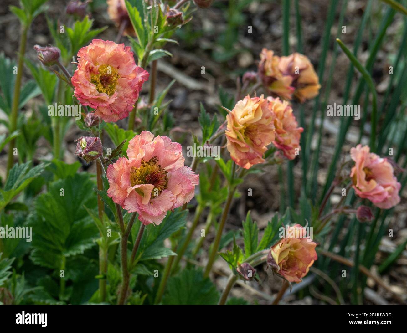 A group of the apricot pink semi double flowers of Geum rivale Mai Tai Stock Photo