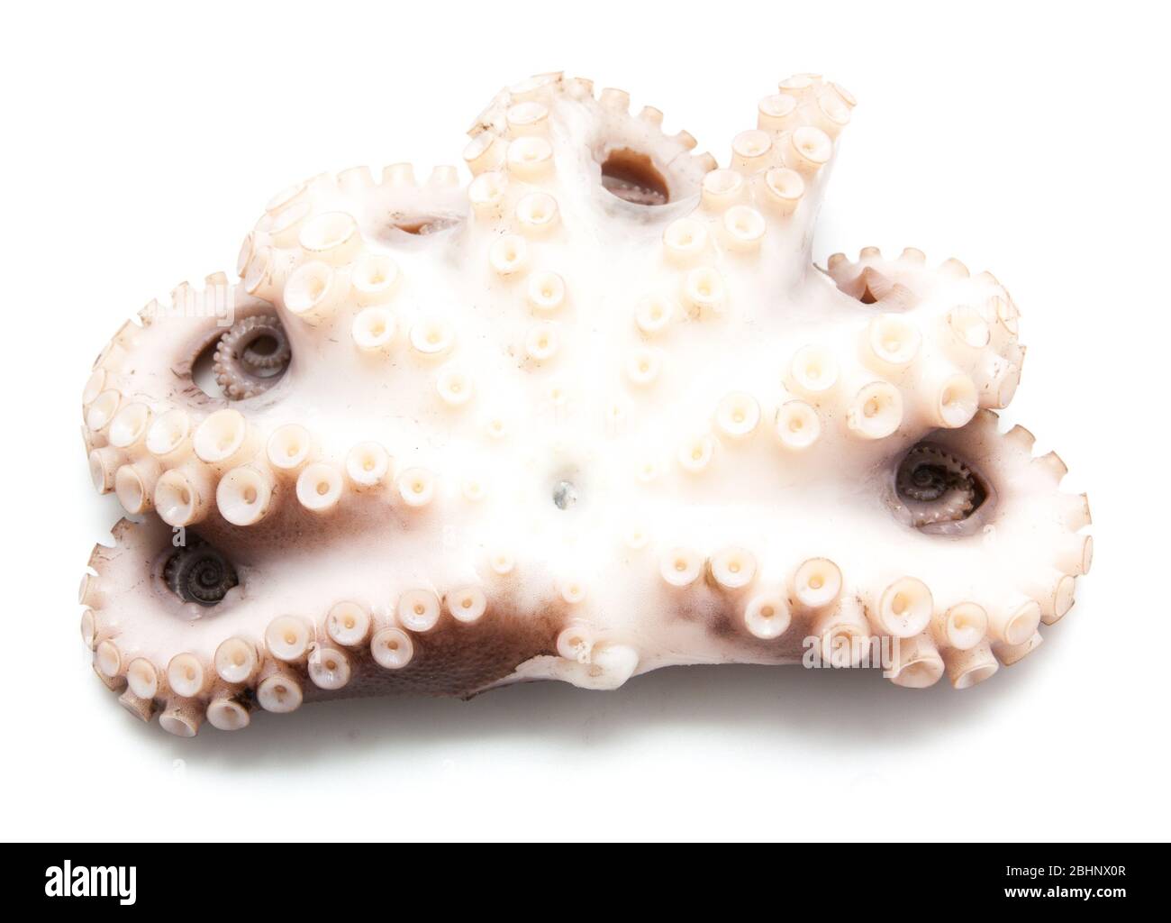 tentacles of octopus isolated on white background Stock Photo - Alamy
