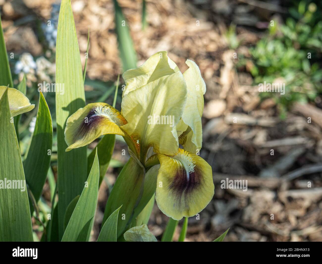 A close up of a pale yellow flower of the dwarf bearded Iris Bright Eyes Stock Photo