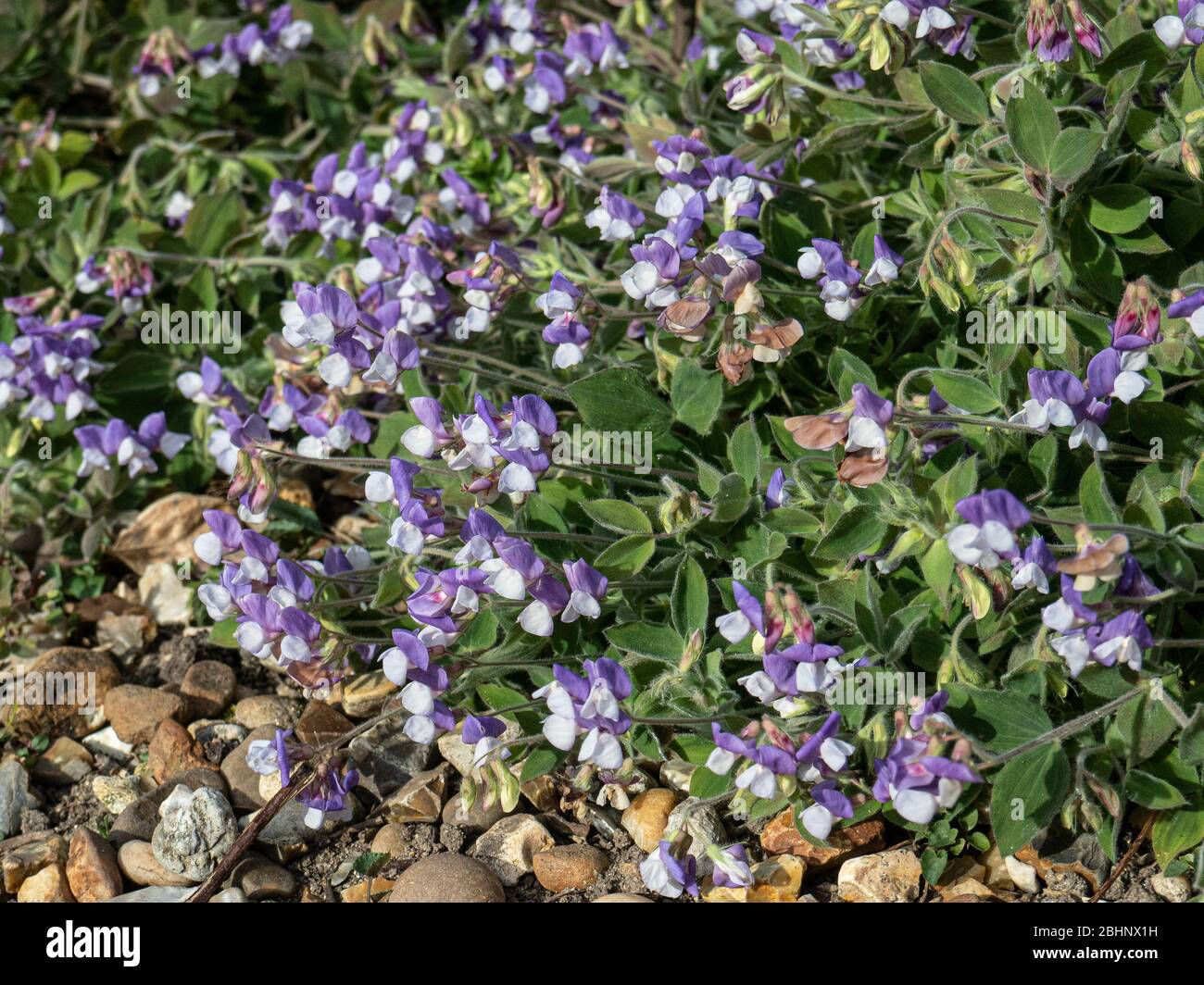 A plant of the lavender and white Lathyrus laxiflorus spreading across a gravel area Stock Photo