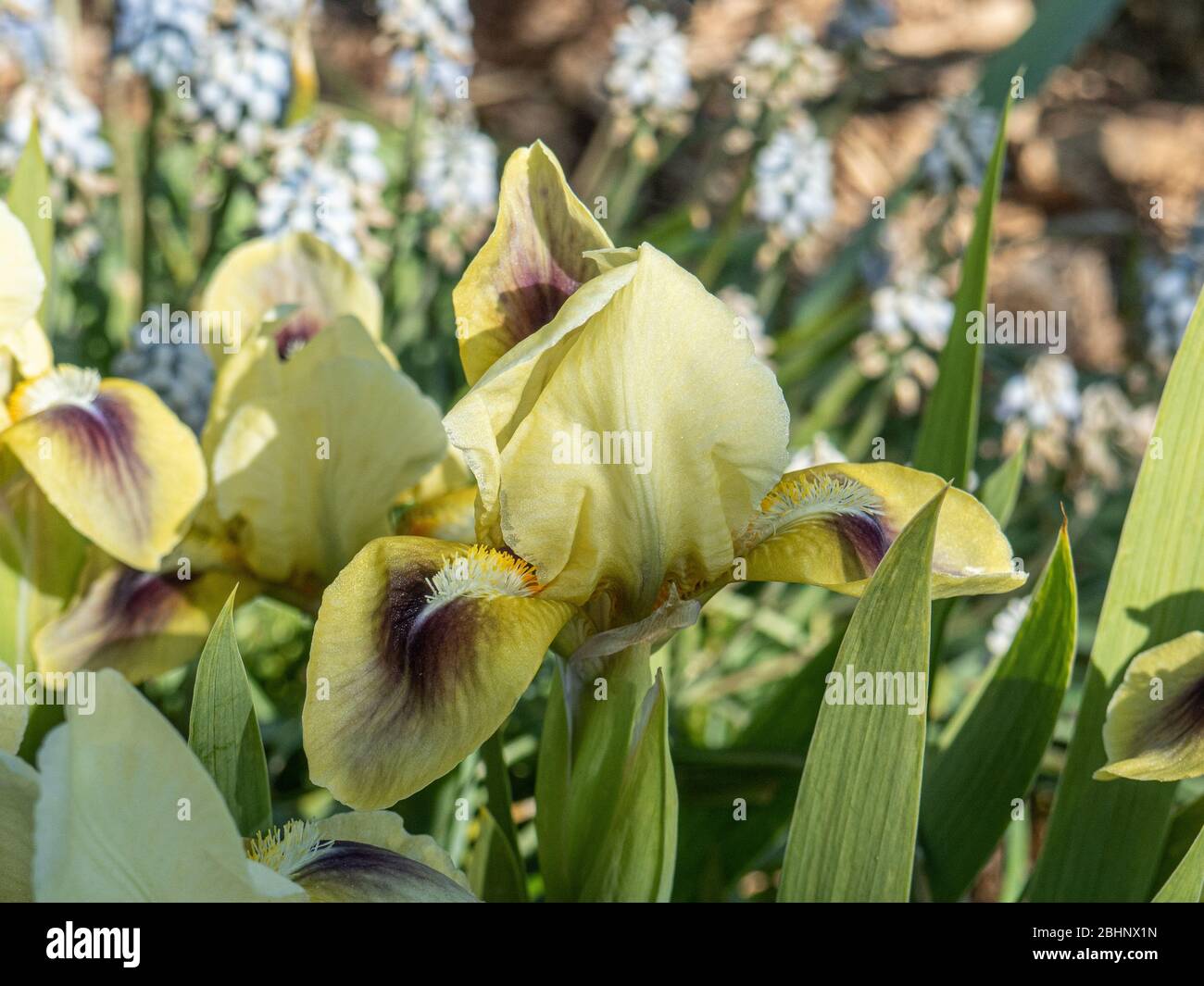 A close up of a pale yellow flower of the dwarf bearded Iris Bright Eyes Stock Photo
