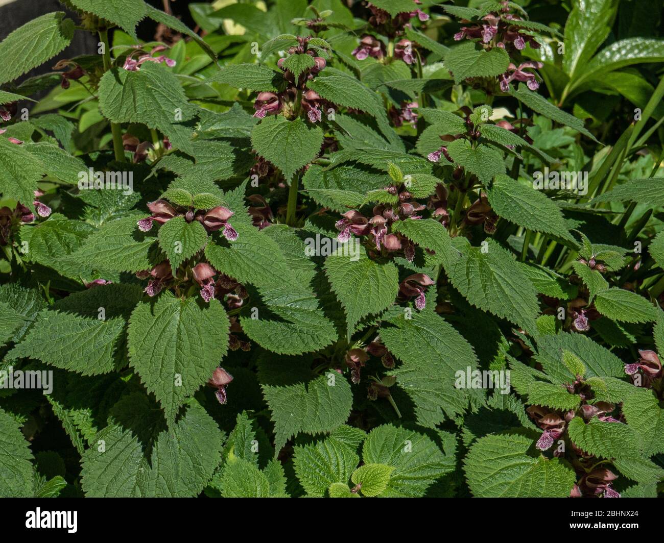 The flowers and deeply cut foliage of Lamium orvala Stock Photo