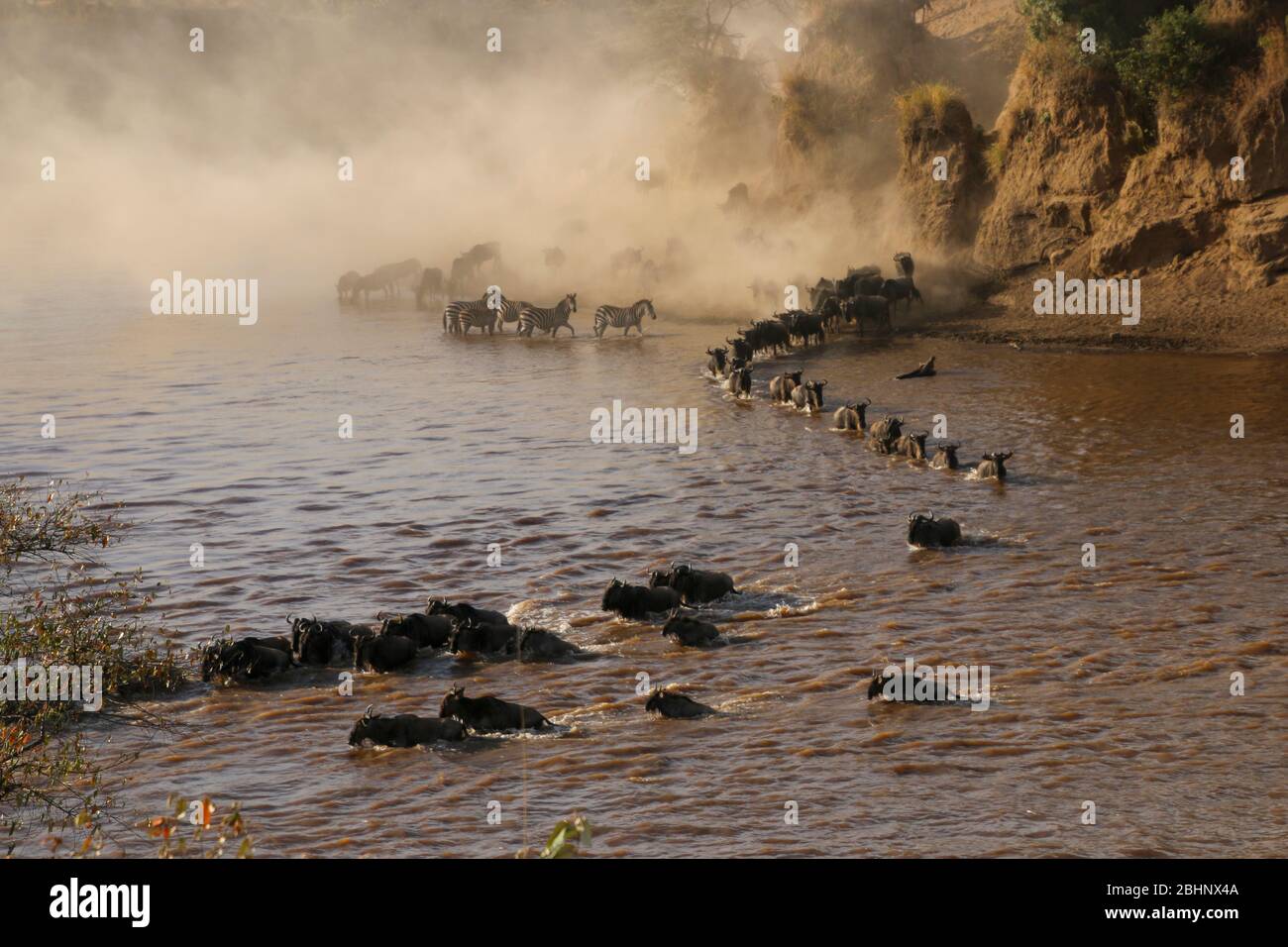 Annual migration of over one million white bearded (or brindled) wildebeest and 200,000 zebras at Serengeti National Park, Tanzania, The animals swim Stock Photo