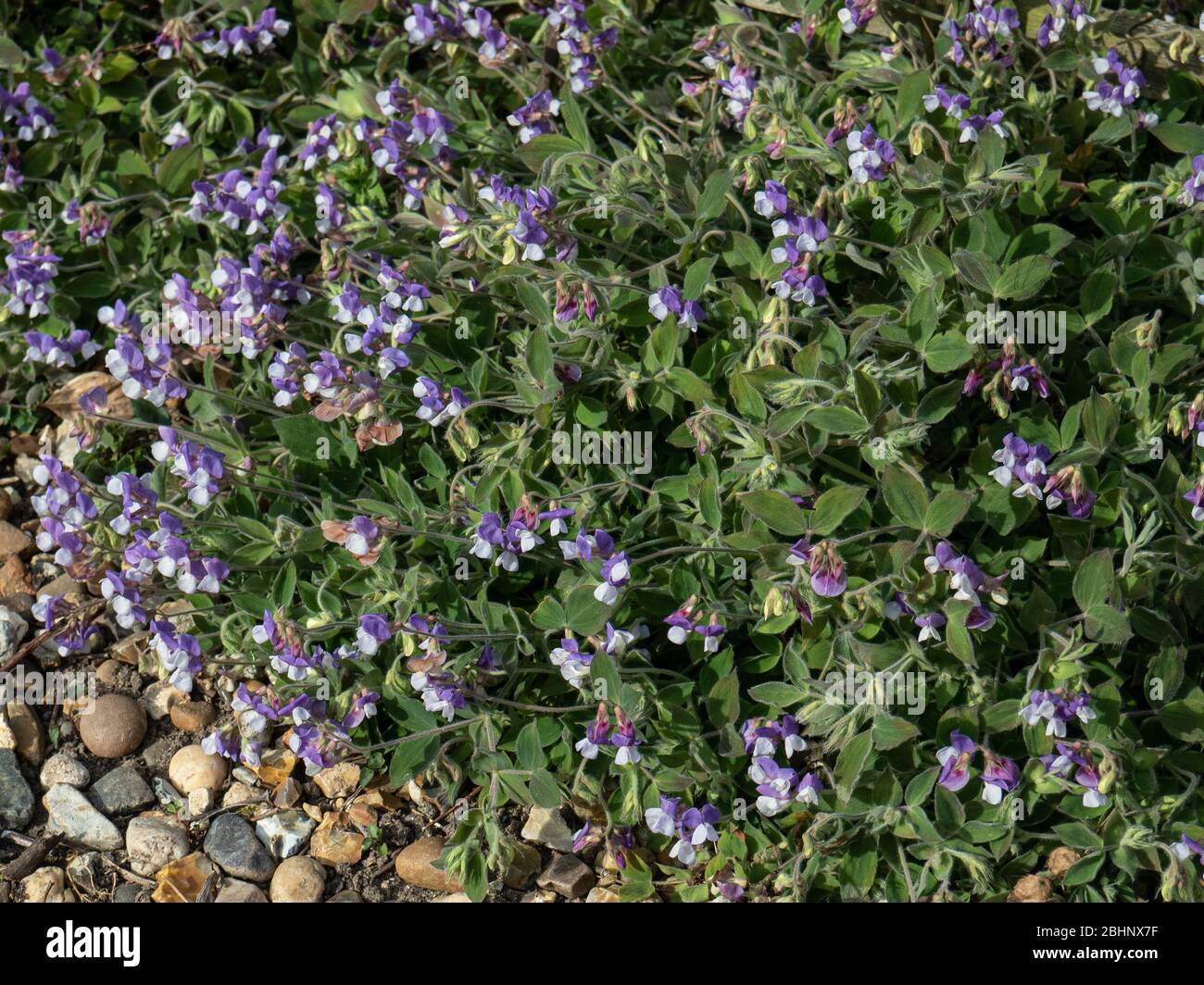A plant of the lavender and white Lathyrus laxiflorus spreading across a gravel area Stock Photo