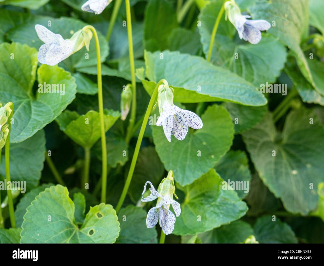 A small group of the white speckled blue flowers of Viola Freckles Stock Photo
