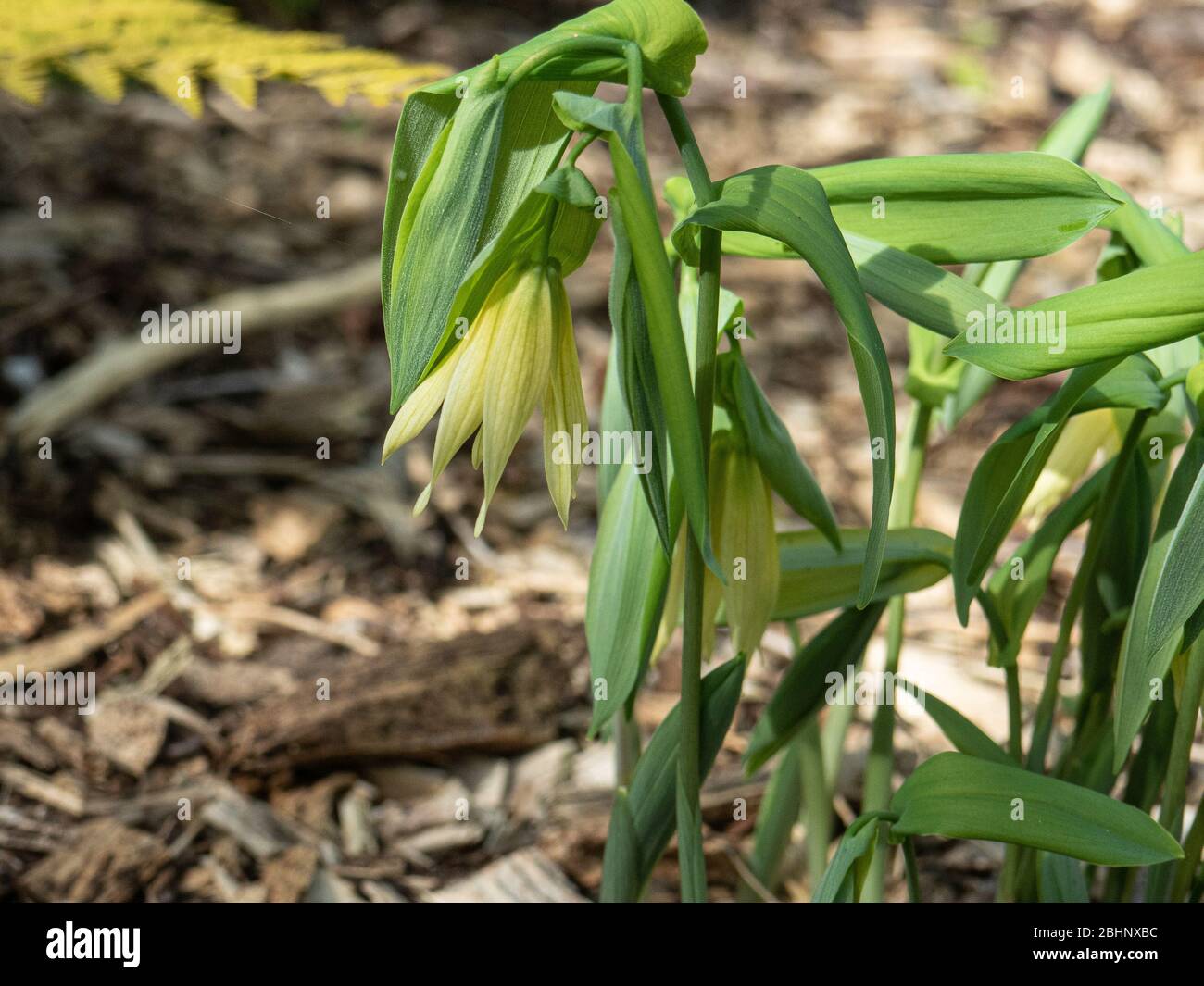 A close up of the pale yellow flower of Uvularia grandiflora var Pallida Stock Photo
