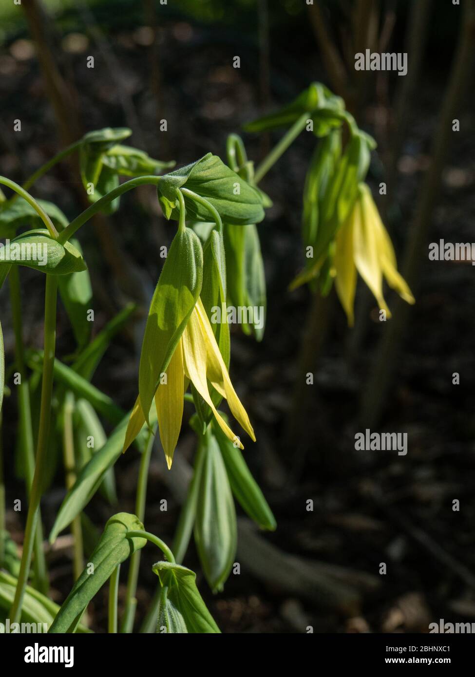 A close up of the yellow hanging flowers of Uvularia perfoliata taller form Stock Photo