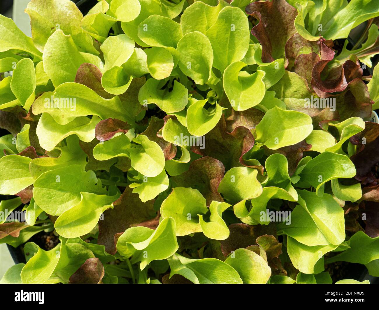 A close up of a pot of young cut and come again lettuce leaves Stock Photo