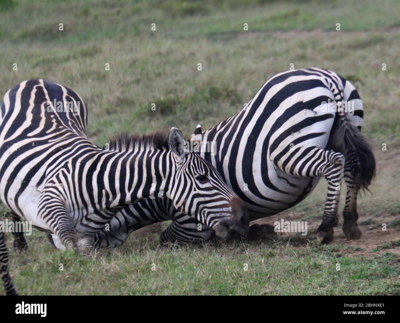 Grant's zebra (Equus burchellii boehmi) males fighting, Nakuru National Park, Kenya. Stock Photo