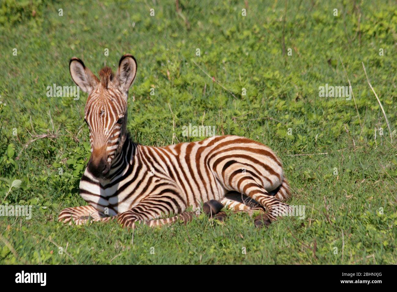 Juvenile Zebra foal Photographed in Tanzania Stock Photo