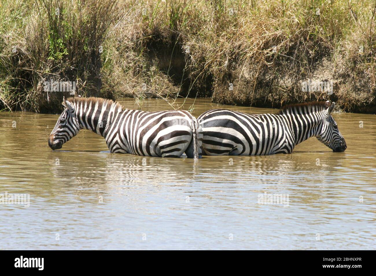 Two Zebras standing in water Photographed at Serengeti National Park, Tanzania, during the annual migration of over one million white bearded (or brin Stock Photo