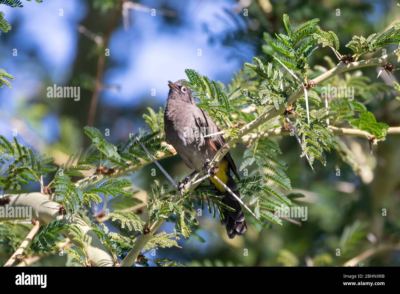 Cape Bulbul (Pycnonotus capensis) singing from a Fever Tree, Western Cape, South Africa Stock Photo