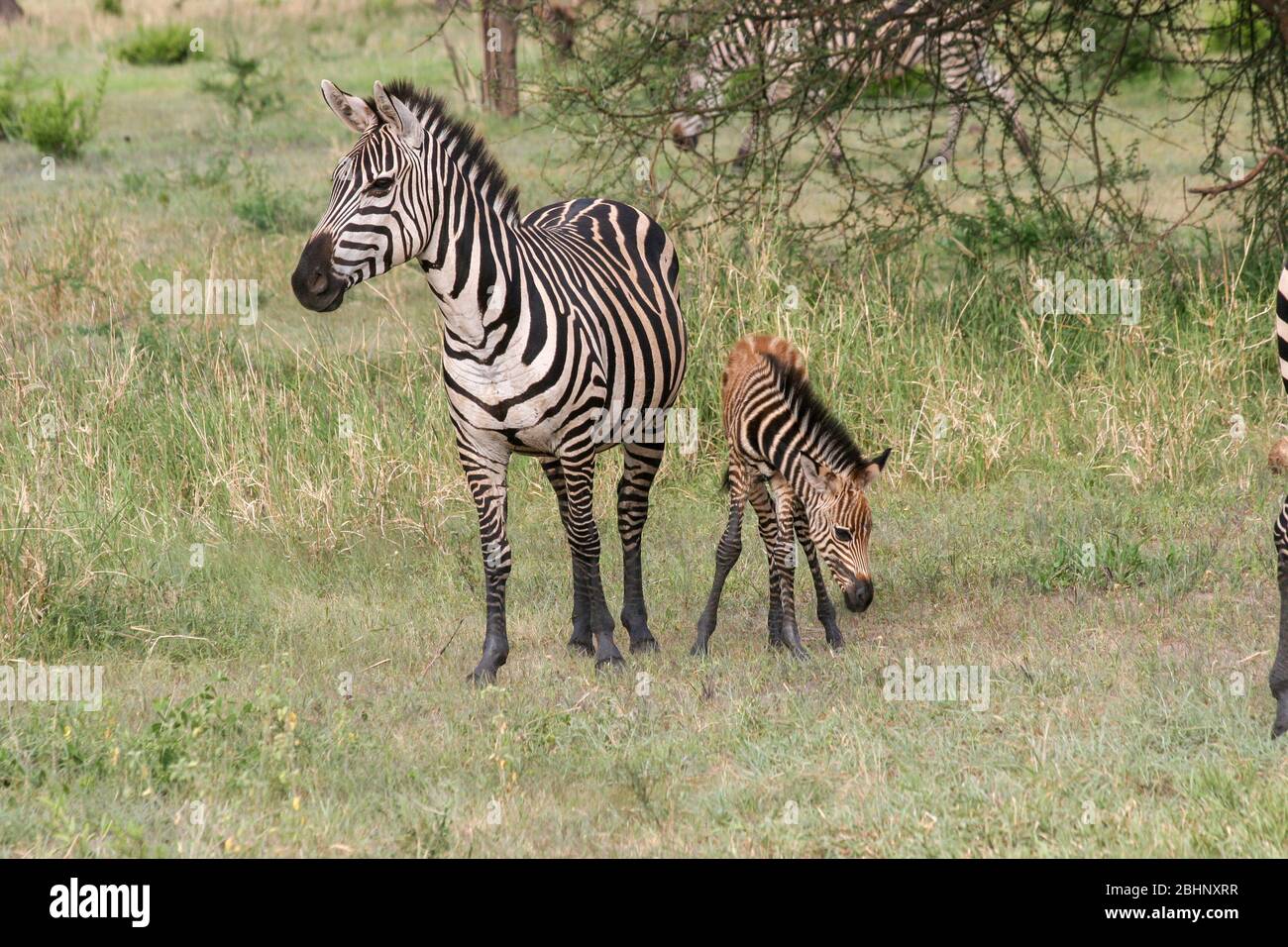 Juvenile Zebra foal with its mother Photographed in Tanzania Stock Photo