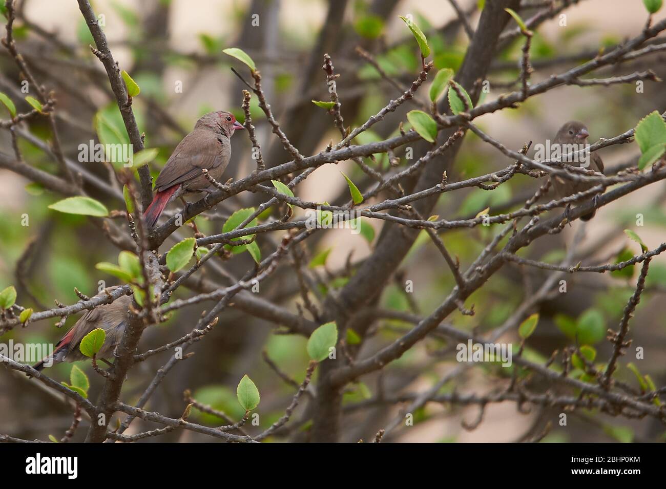 A couple of female Red-billed Firerfinches sitting in bush Stock Photo