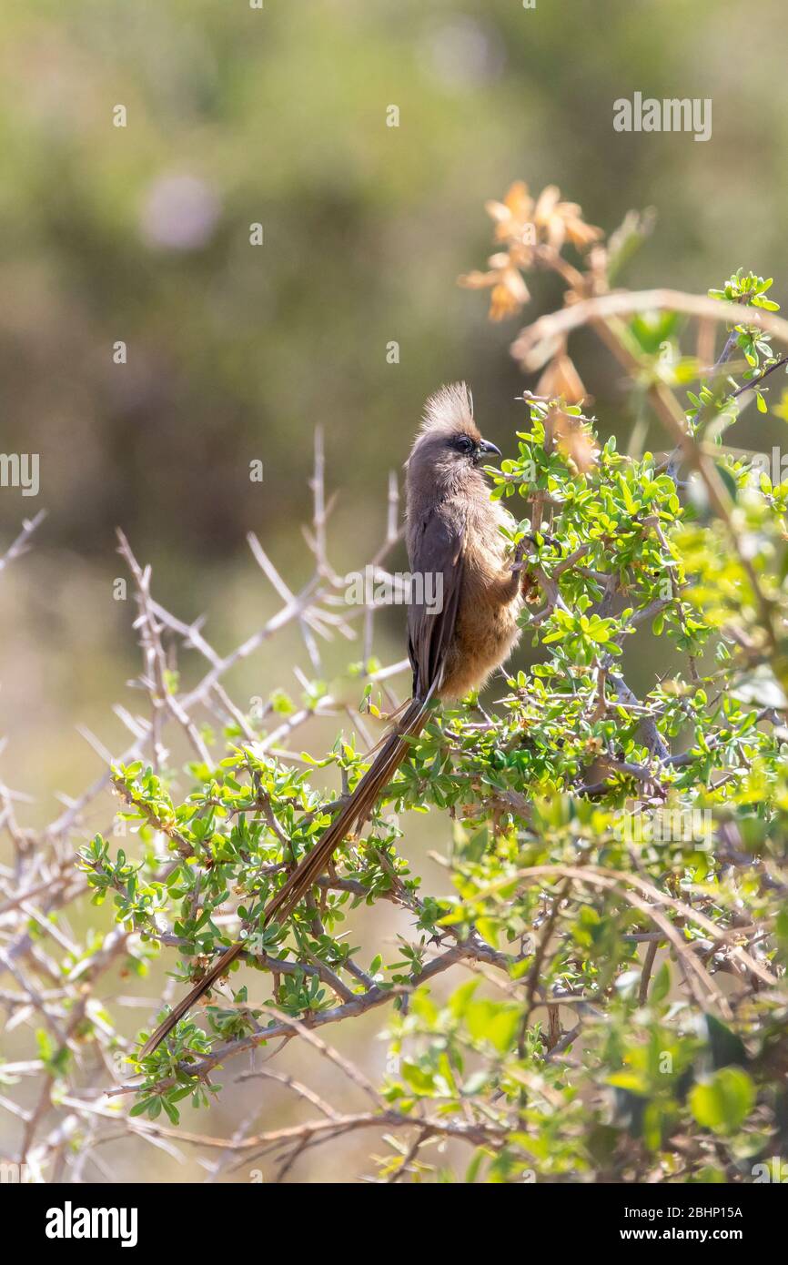 Speckled Mousebird (Colius striatus) perched on bush Eastern Cape, South Africa Stock Photo