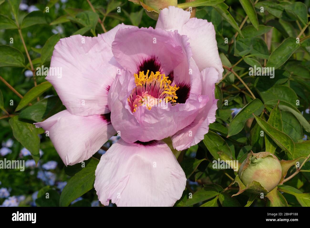 Tree Peonies High Resolution Stock Photography and Images Alamy