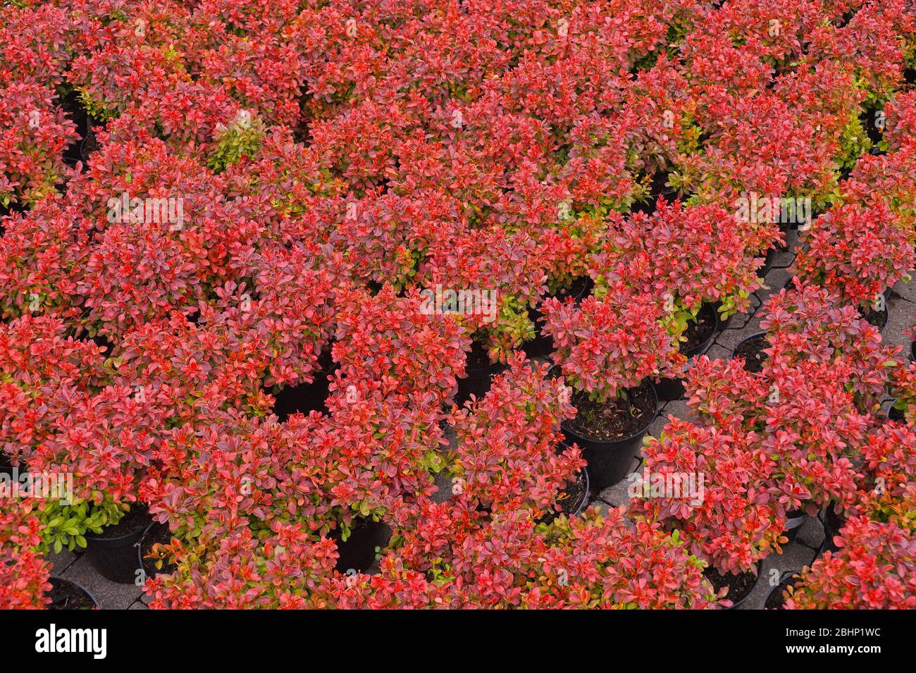 Plants in pots. Berberis thunbergii, the Japanese barberry, Thunberg's barberry, or red barberry. Garden shop. Stock Photo