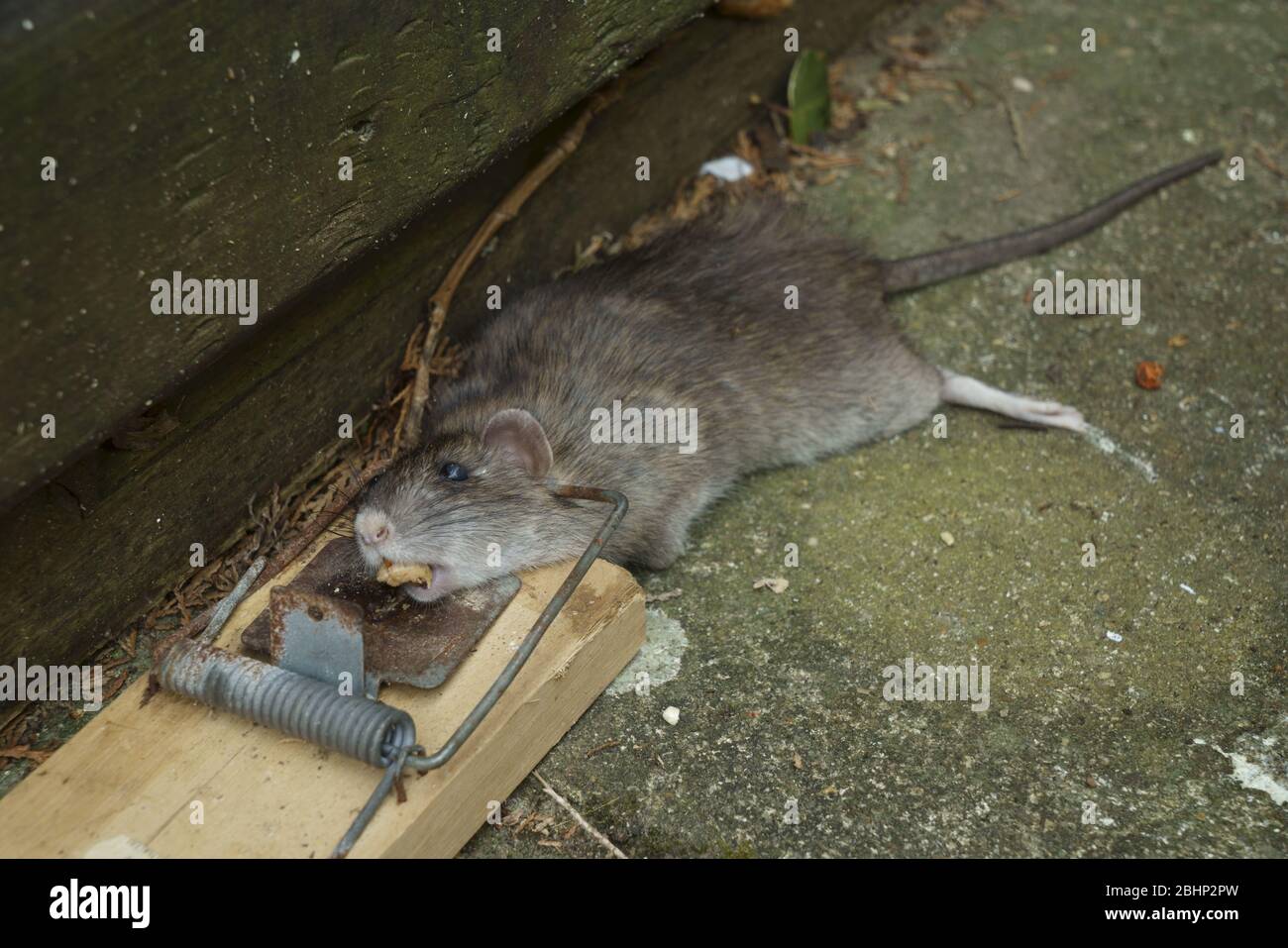 https://c8.alamy.com/comp/2BHP2PW/a-dead-brown-rat-rattus-norvegicus-caught-in-a-trap-using-peanut-butter-as-bait-2BHP2PW.jpg
