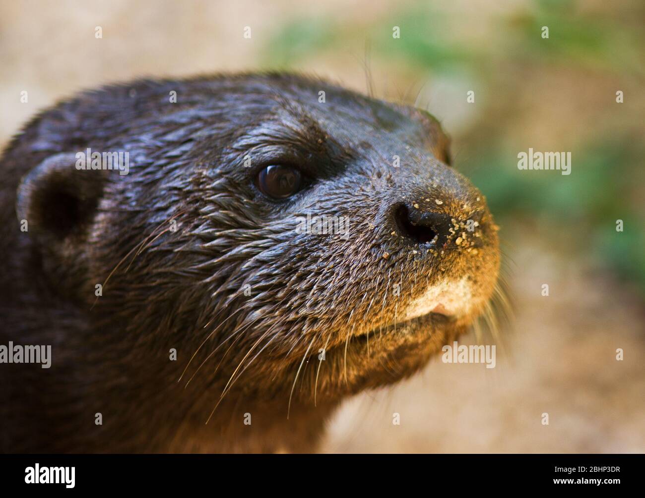 A Spotted-necked Otter peers out from the entrance from its holt. Though they were widespread these agile aquatic hunters have been persecuted Stock Photo