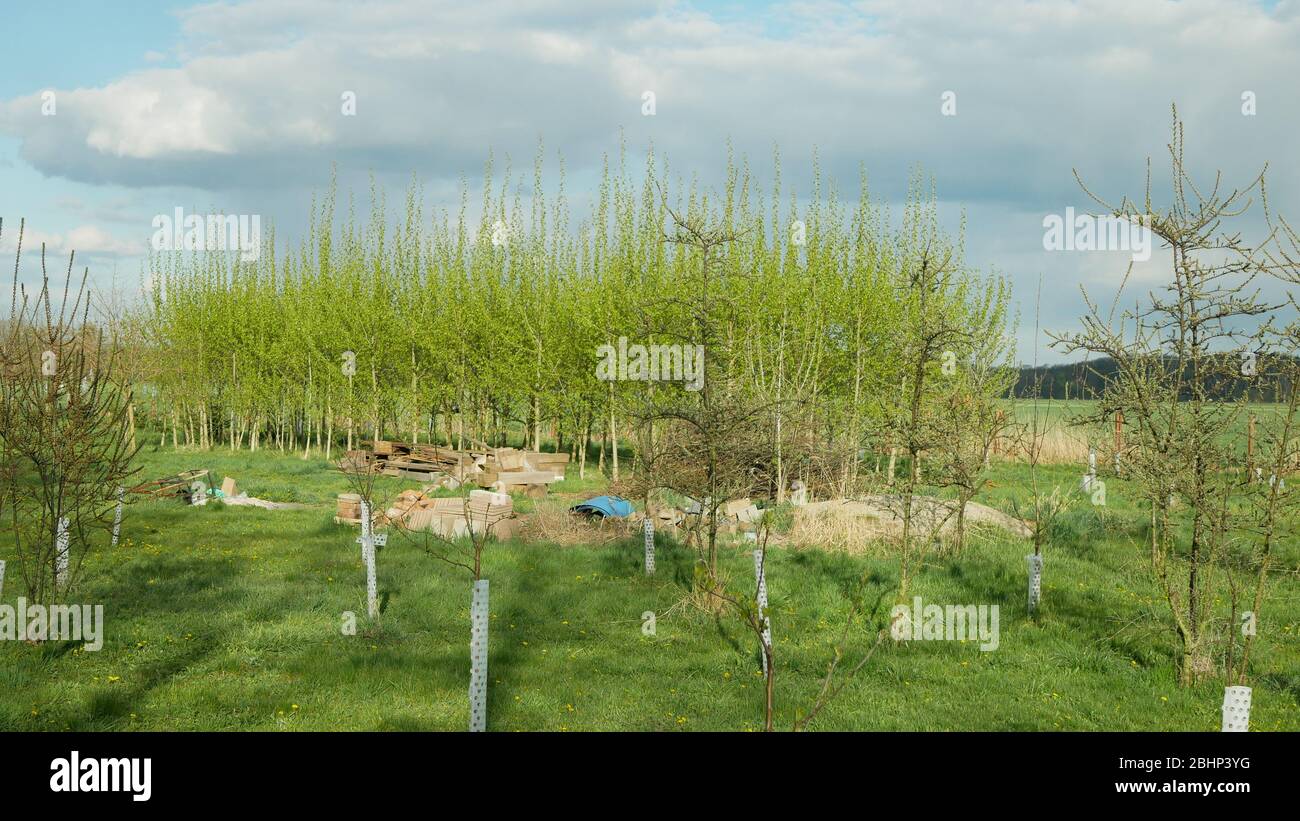 Japanese fast-growing poplar Populus nigra Populus maximowiczii, fast production of wood trees, new planting, garden in the village for firewood Stock Photo