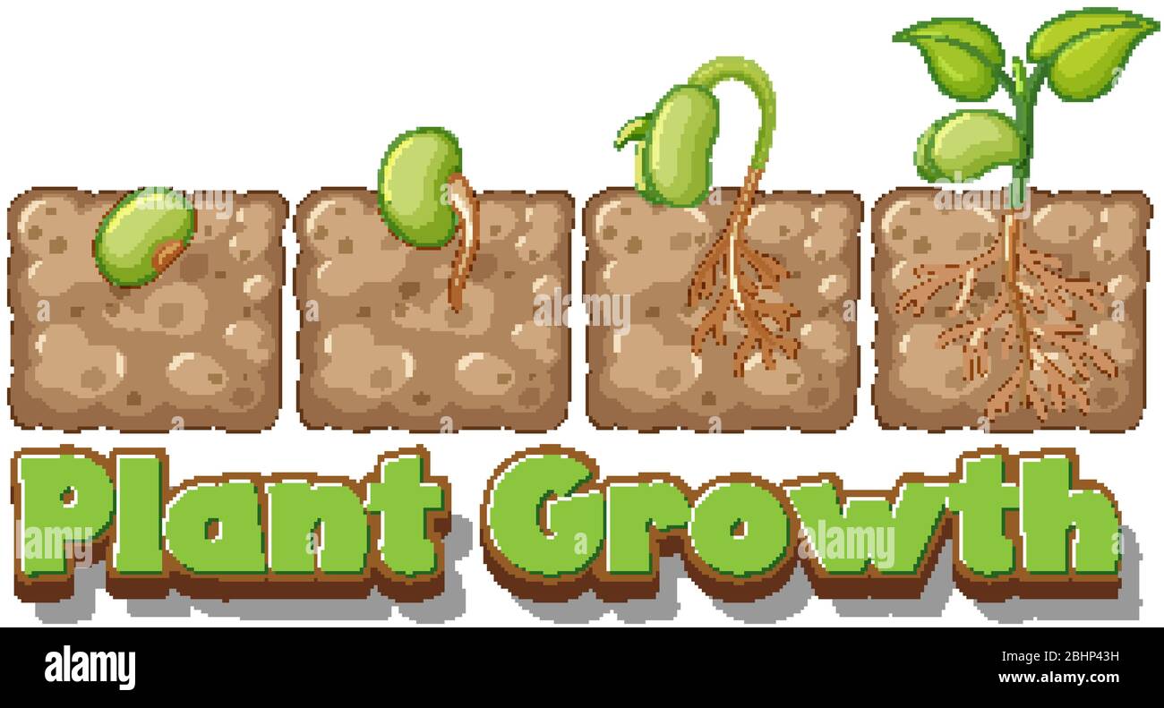 Diagram showing how plants grow from seed illustration Stock Vector