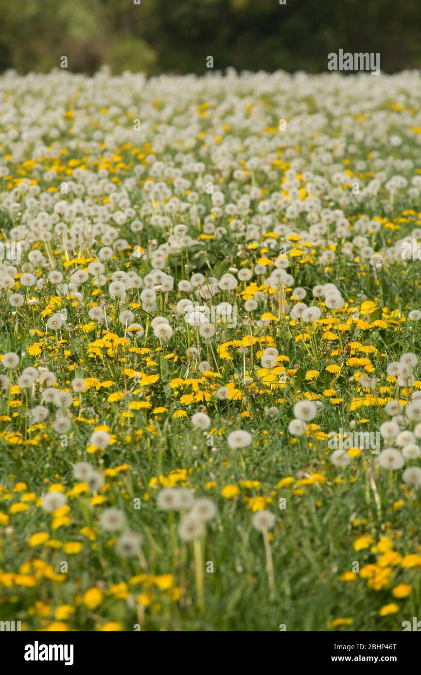 Dandelion flowers and seed heads, or clocks, growing in pasture in April. North Dorset England UK GB Stock Photo