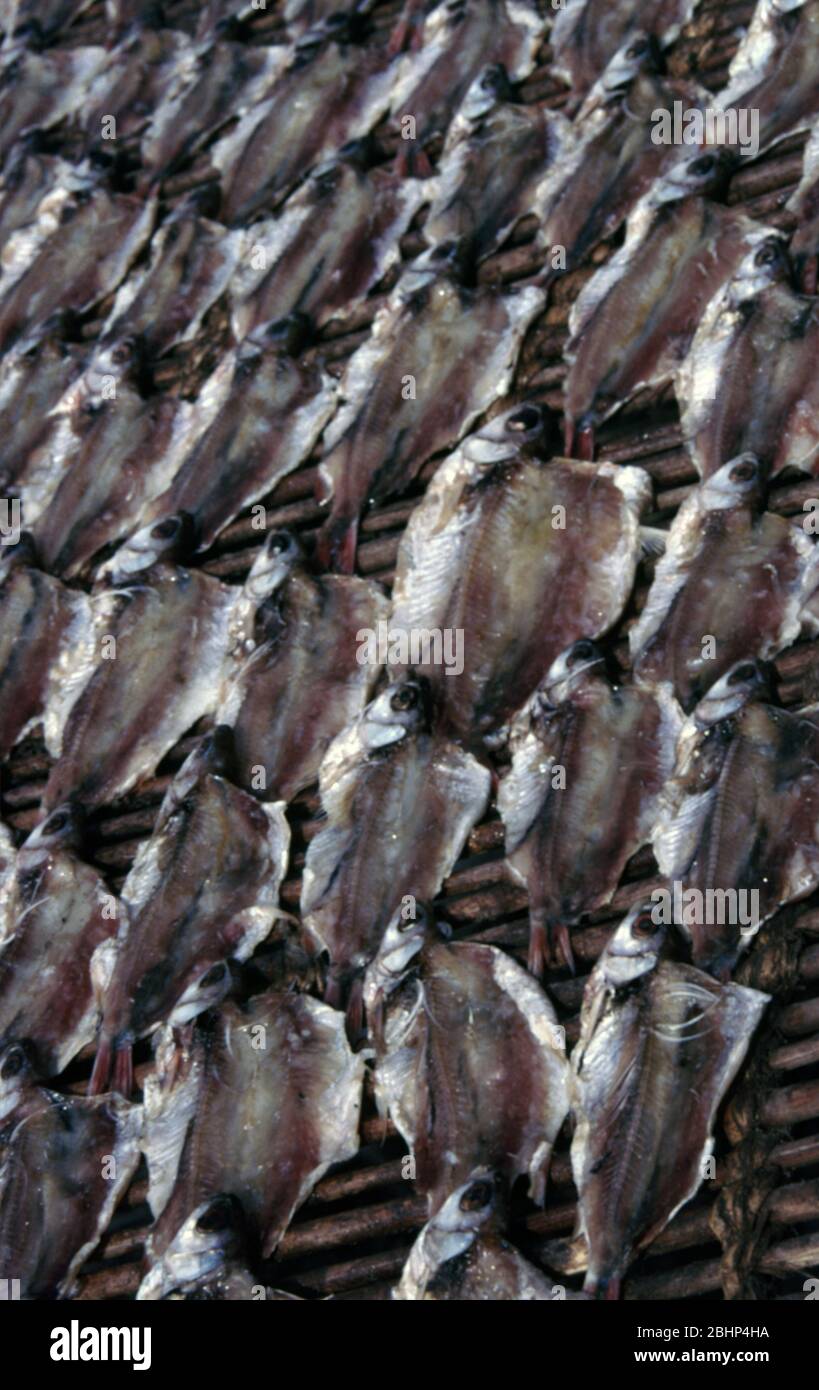 Freshwater fishes dried under the sun (Chad basin) Stock Photo