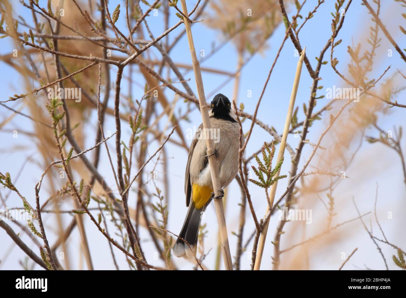 White eared bulbul Pycnonotus leucotis, a bird perched on a cane in the Al Azrak reserve in Jordan and singing a mating song to lure a partner and bui Stock Photo