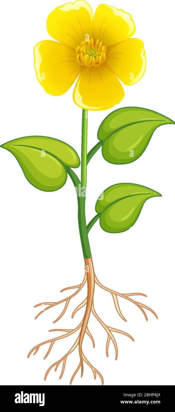 Yellow flower with green leaves and roots on white background