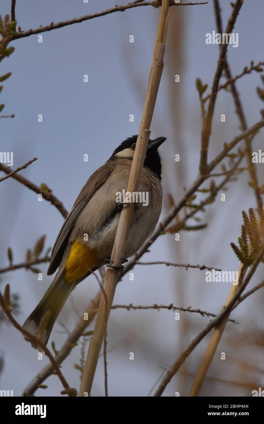 White eared bulbul Pycnonotus leucotis, a bird perched on a cane in the Al Azrak reserve in Jordan and singing a mating song to lure a partner and bui Stock Photo