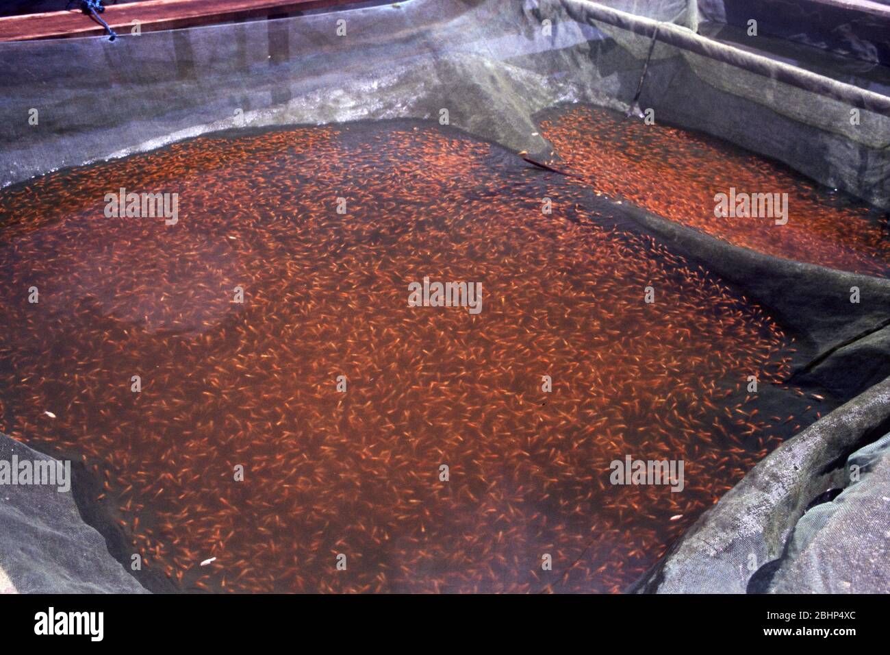 Singapore's aquarium fish farm: golden molly Stock Photo