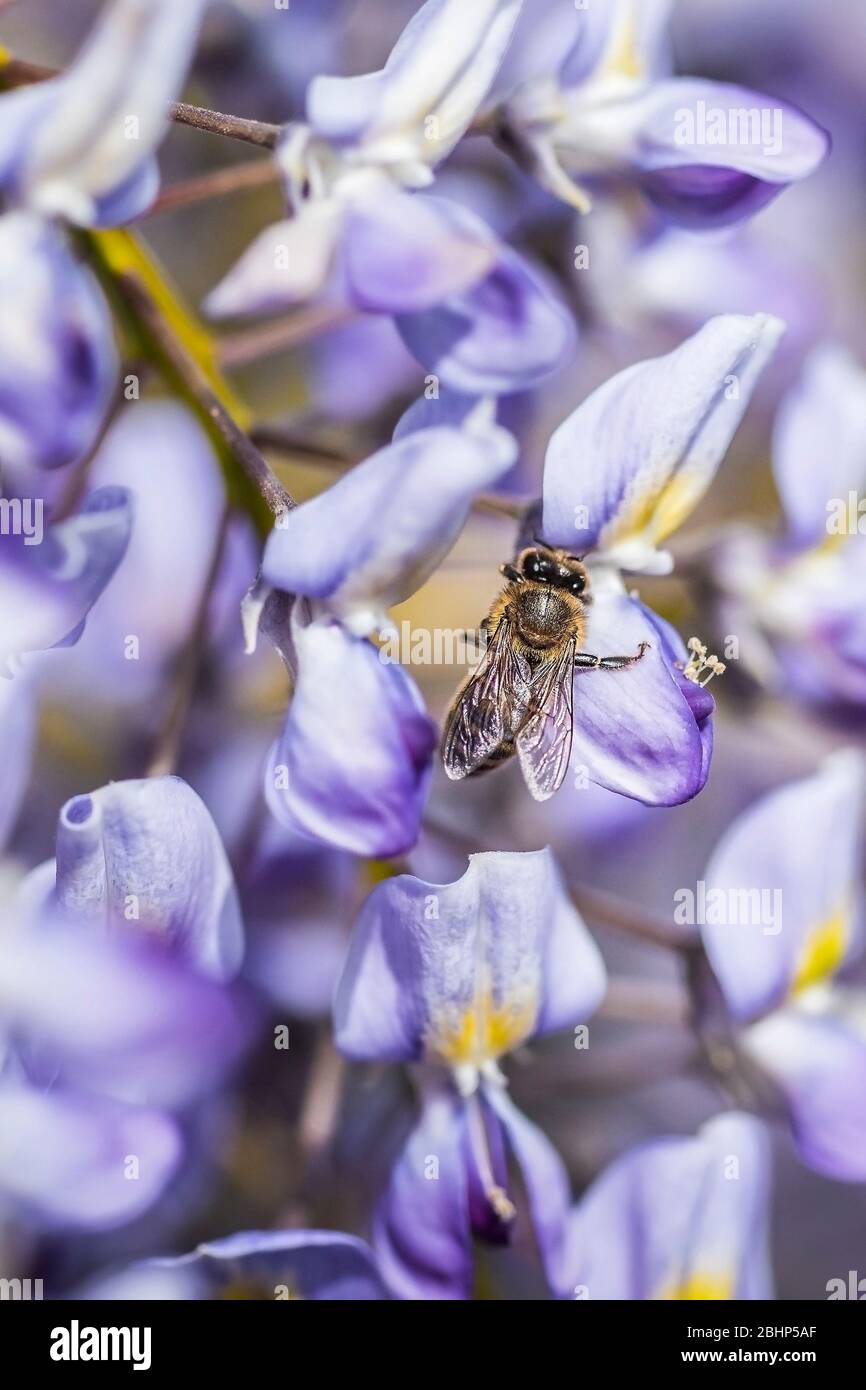 A Honey Bee Apis gathering nectar from the flowers of the Wisteria plant. Stock Photo