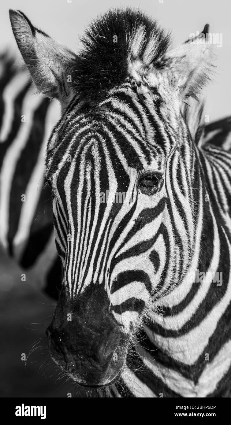 Monochrome, front view close up of young zebra animal head, outdoors at West Midland Midlands Safari Park, UK. Zebra face. Stock Photo