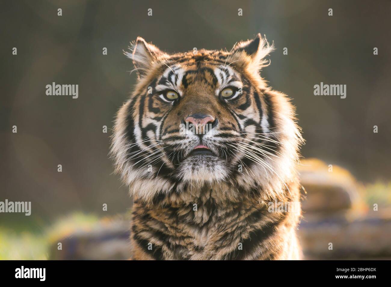 Subspecies of Tigers in the World - Taman Safari Bali