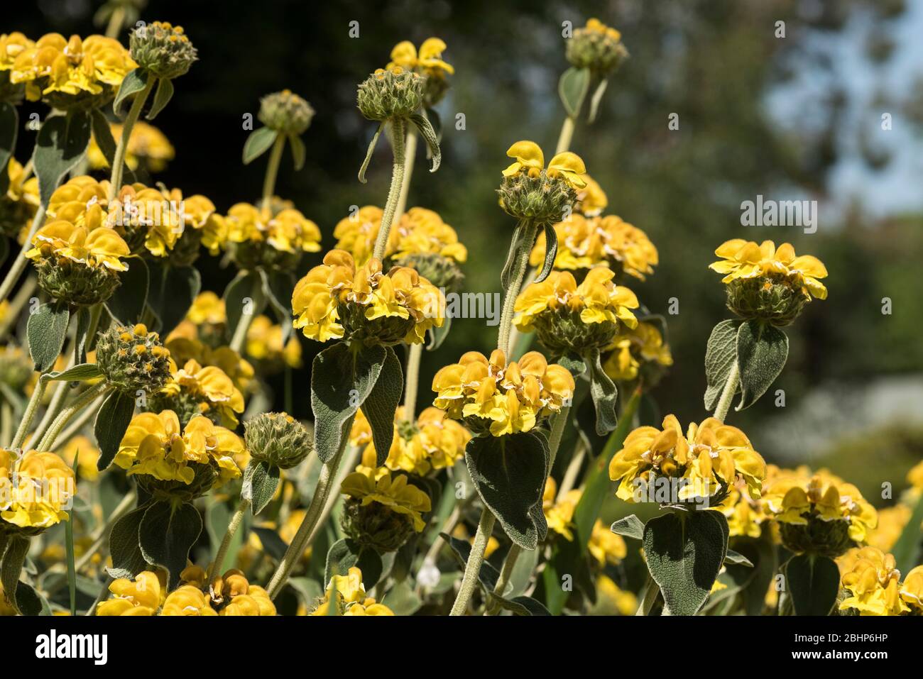 Close up of the opulent show of bright yellow flowers of Jerusalem Sage - Phlomis Fruticosa . Stock Photo