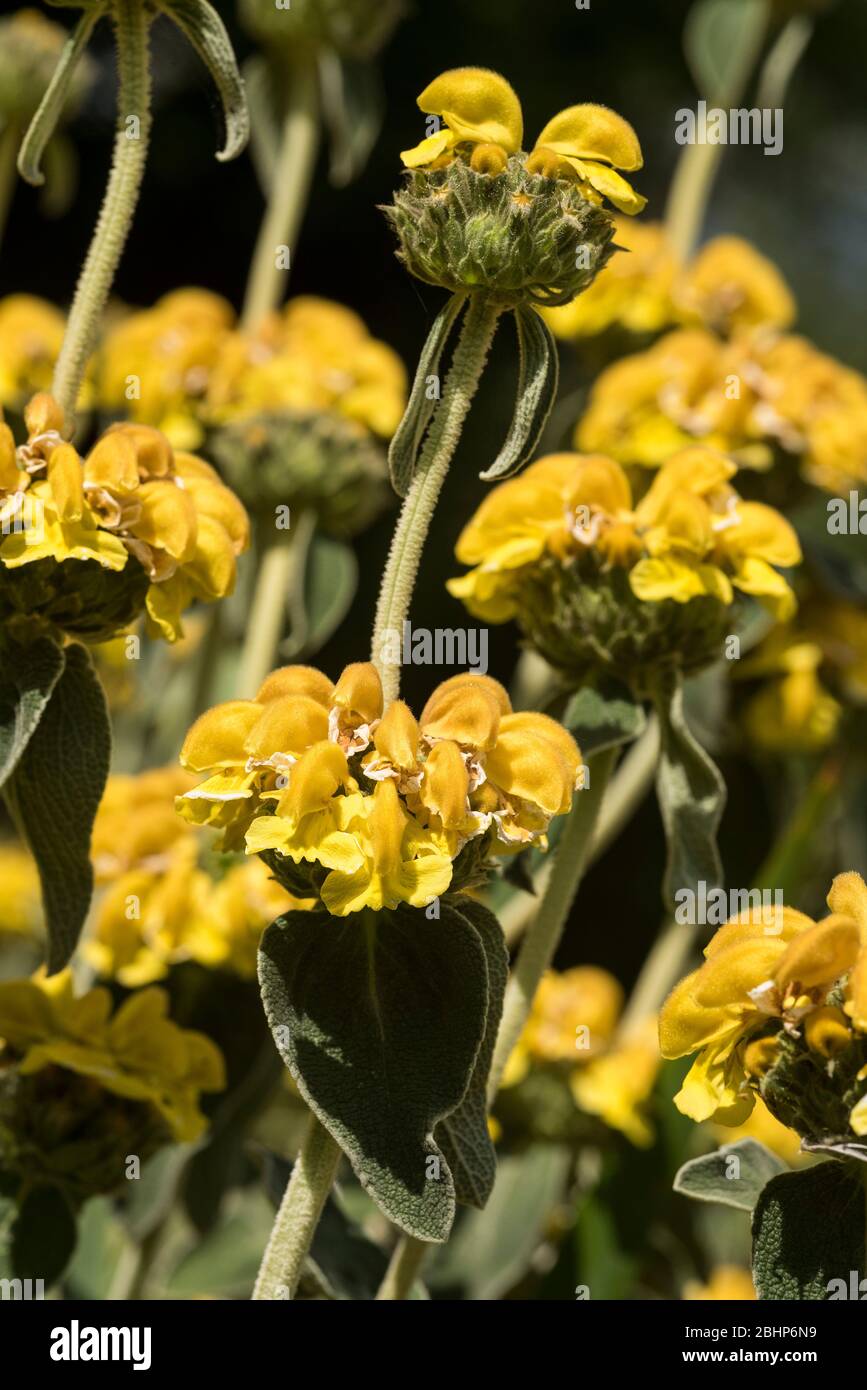 Close up of the opulent show of bright yellow flowers of Jerusalem Sage - Phlomis Fruticosa . Stock Photo