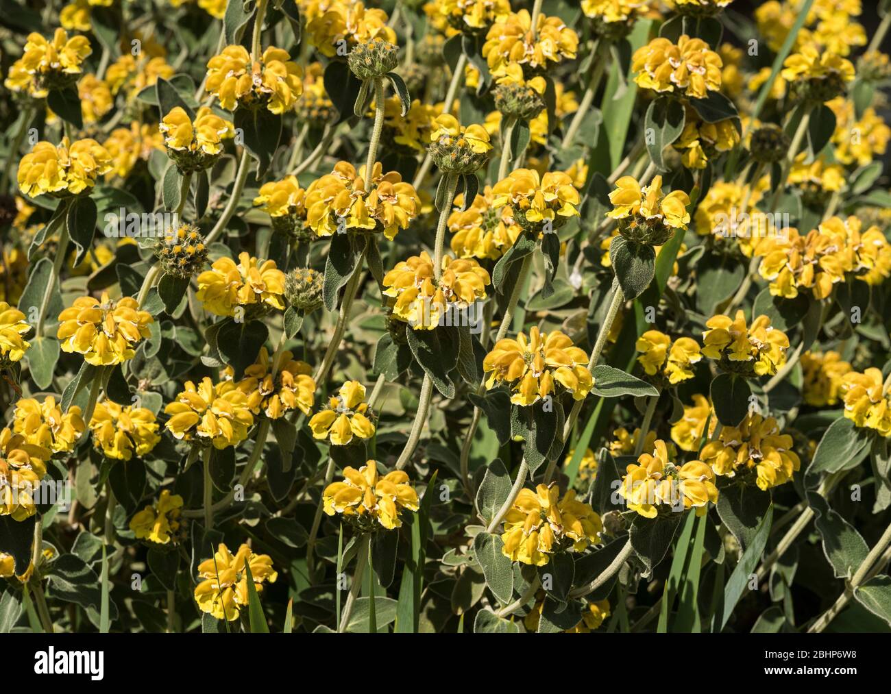The opulent show of bright yellow flowers of Jerusalem Sage - Phlomis Fruticosa . Stock Photo
